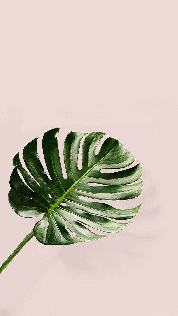 Image Edgy Yet Alluring, The Vibrant Greens Of Nature Adorn The Plants Iphone Wallpaper