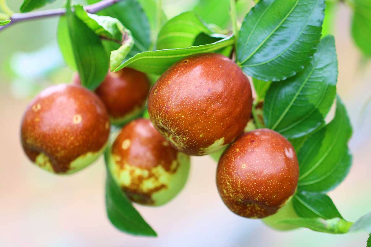 Indian Jujube Plant Fruits Wallpaper