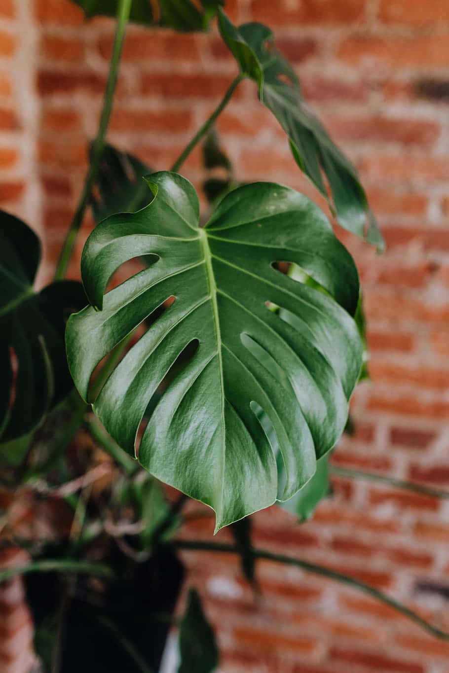 Indoor Elegance With Green Monstera Leaves Wallpaper