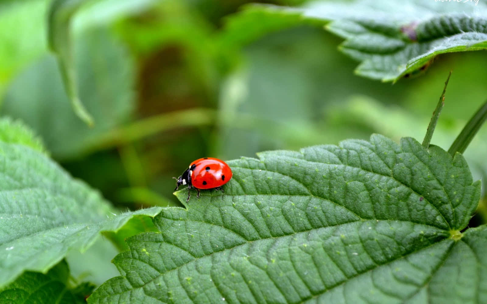 Insects On The Leaves Wallpaper