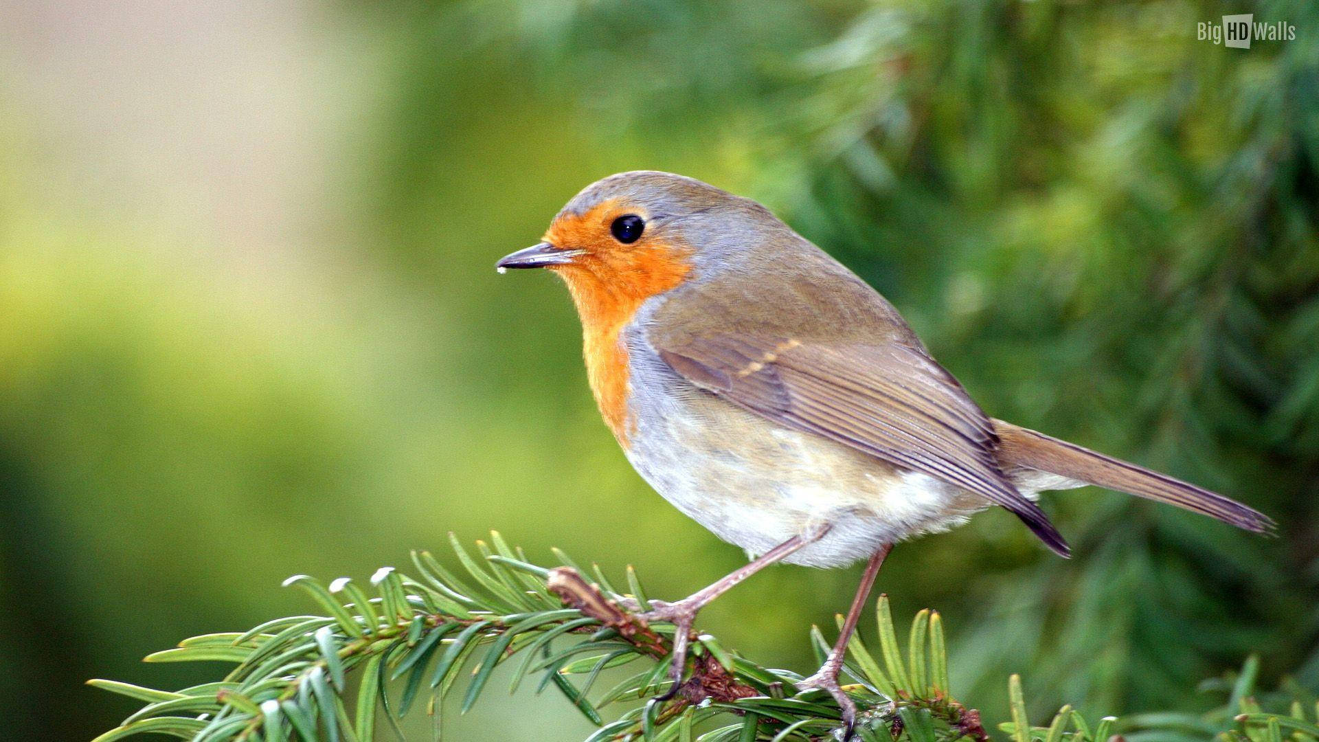 Inspiring Image Of A European Robin In High Definition (1920x1080) Wallpaper