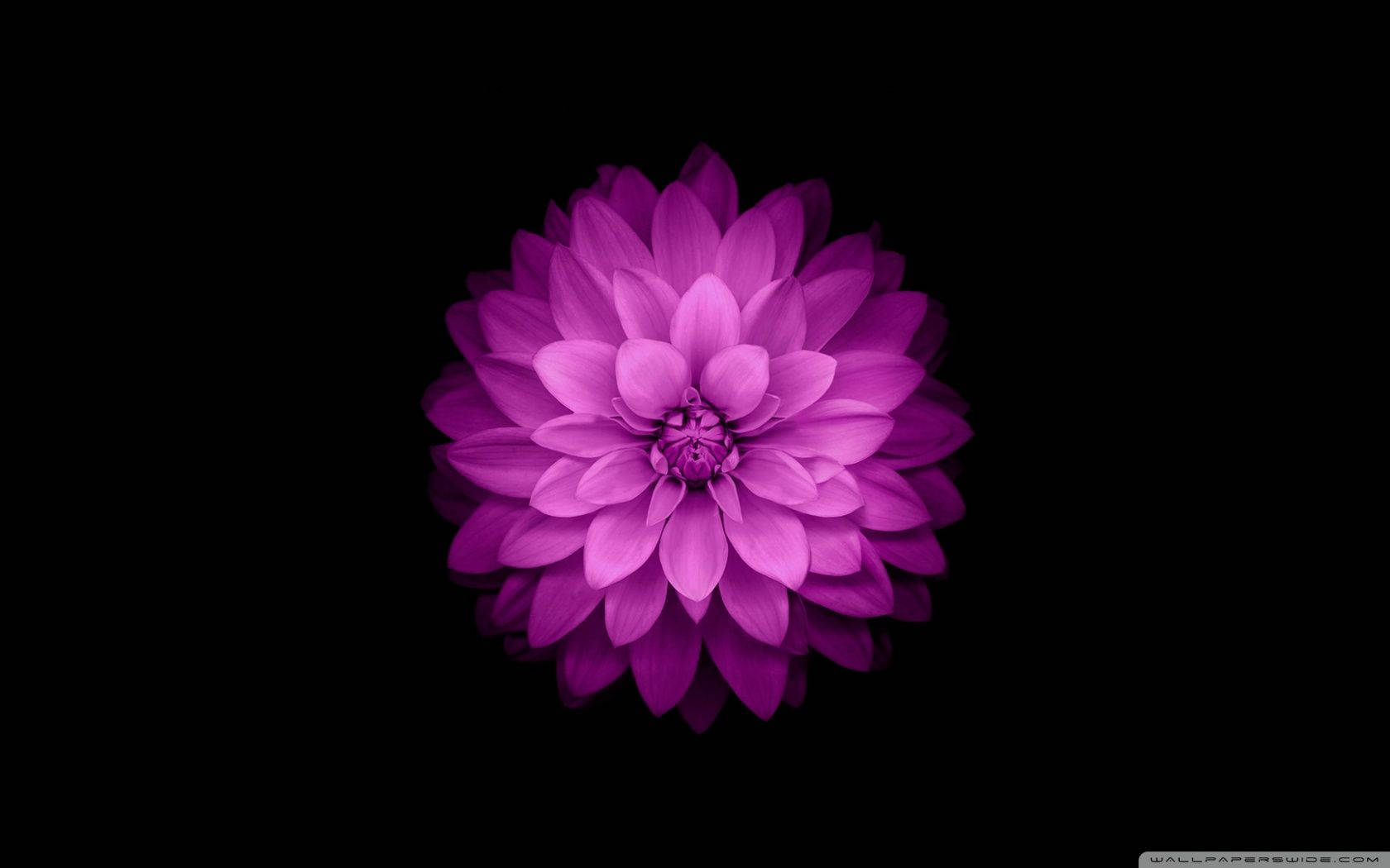 Intensely Colored Purple Flower Against The Unique Design Of Apple Wallpaper