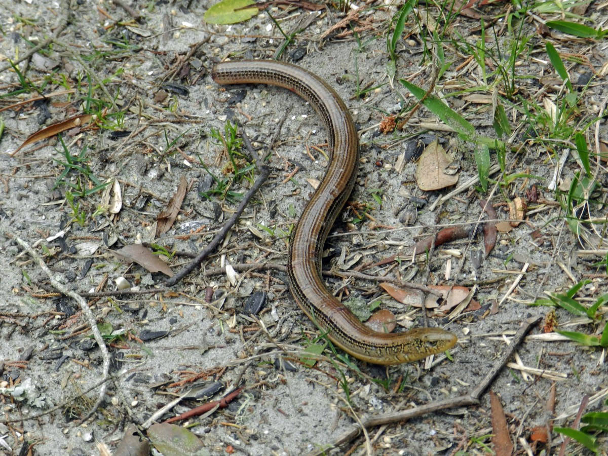 Intricate Beauty: A Glass Lizard Basking In Its Environment. Wallpaper