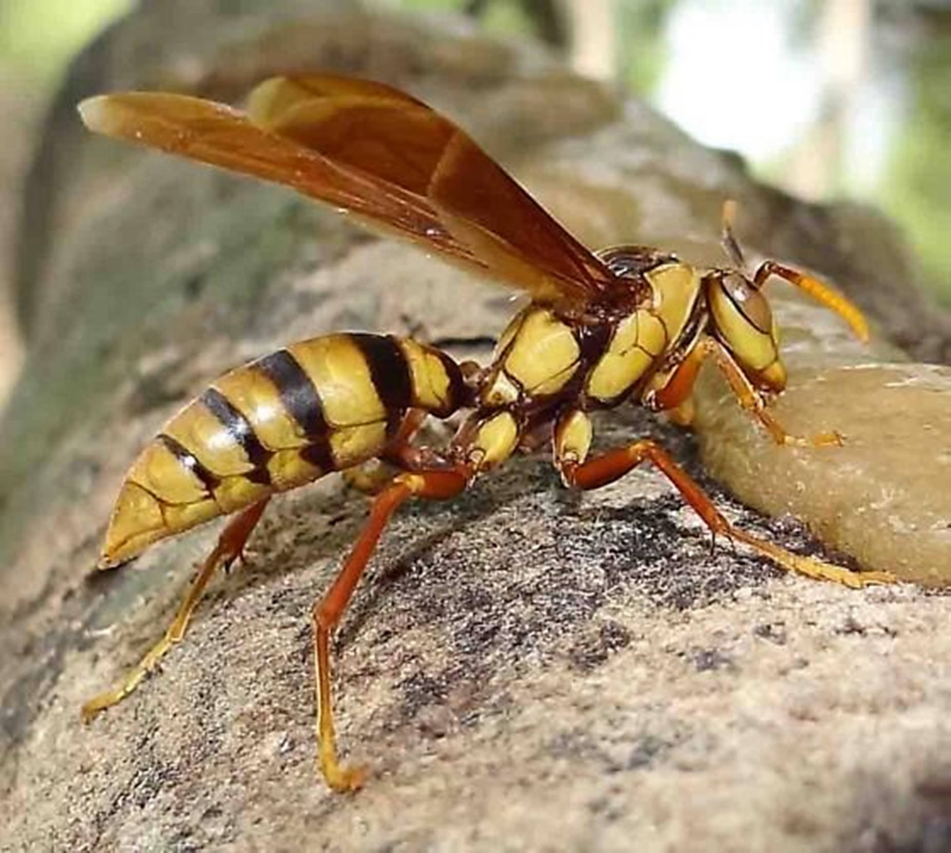 Intricate Nature: A Wasp Feeding On Tree Sap Wallpaper