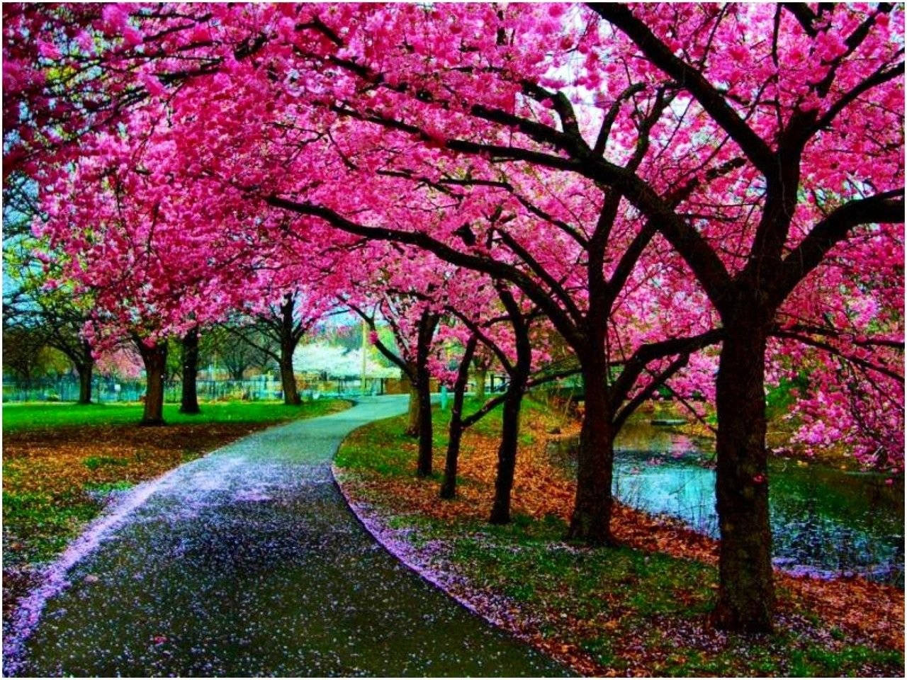 Japan Cherry Blossom Road Lake Wallpaper