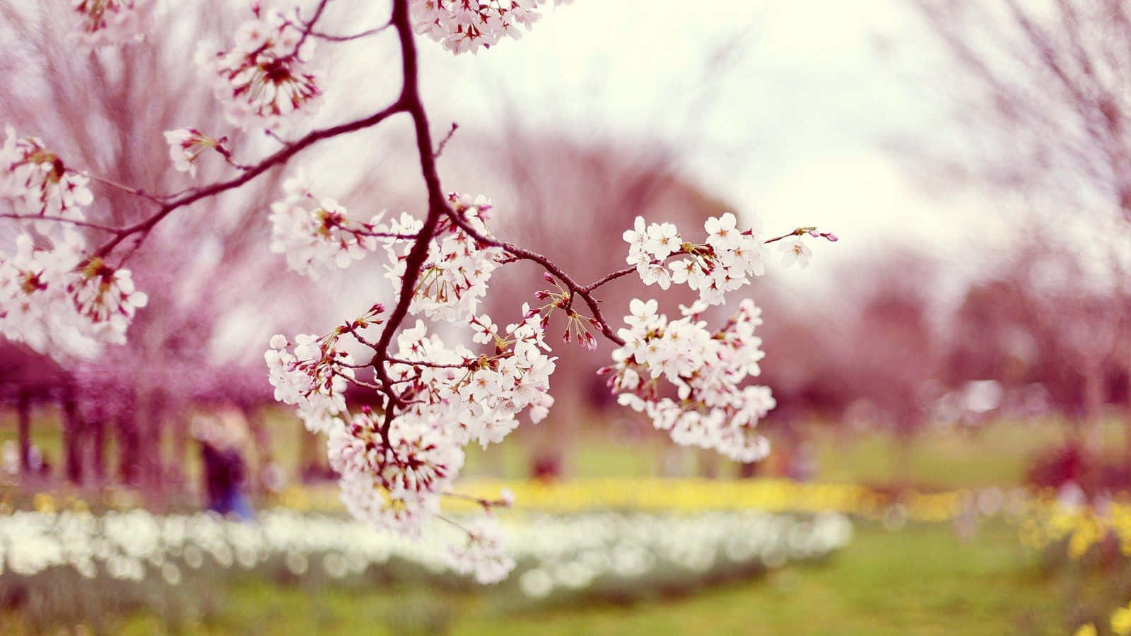 Japanese Cherry Blossom Flowers Laptop Wallpaper