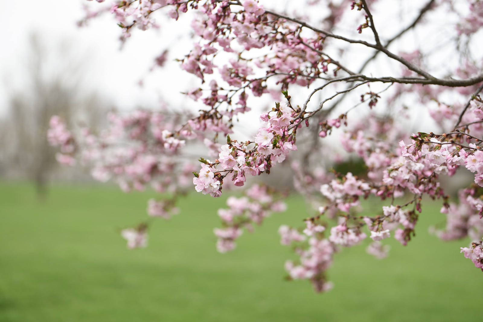 Japanese Sakura Close-up Wallpaper