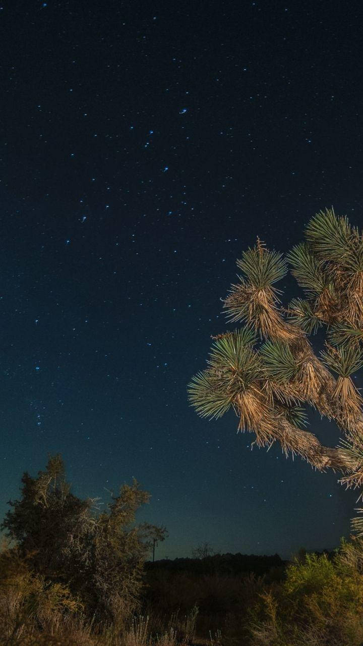 Joshua Tree National Park Night Tree Closeup Wallpaper