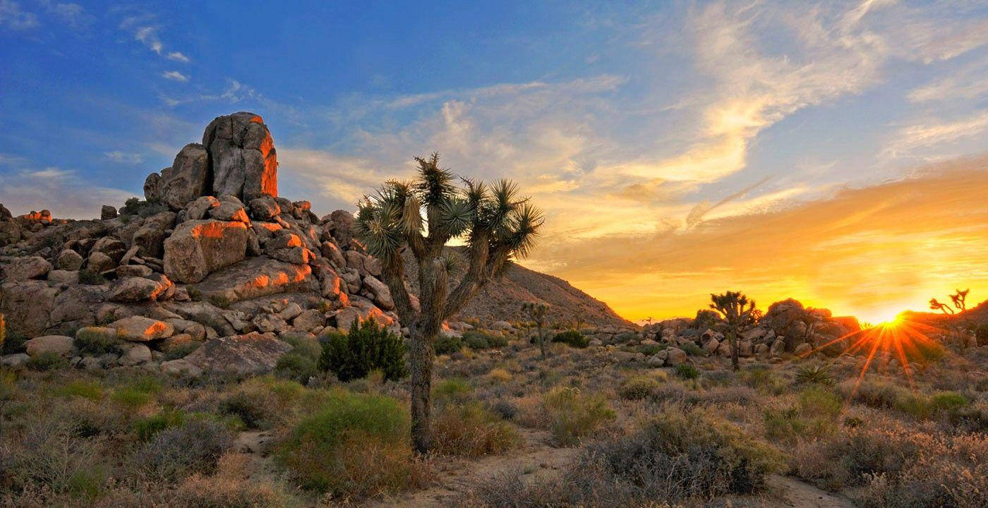 Joshua Tree National Park Rocks And Trees Wallpaper