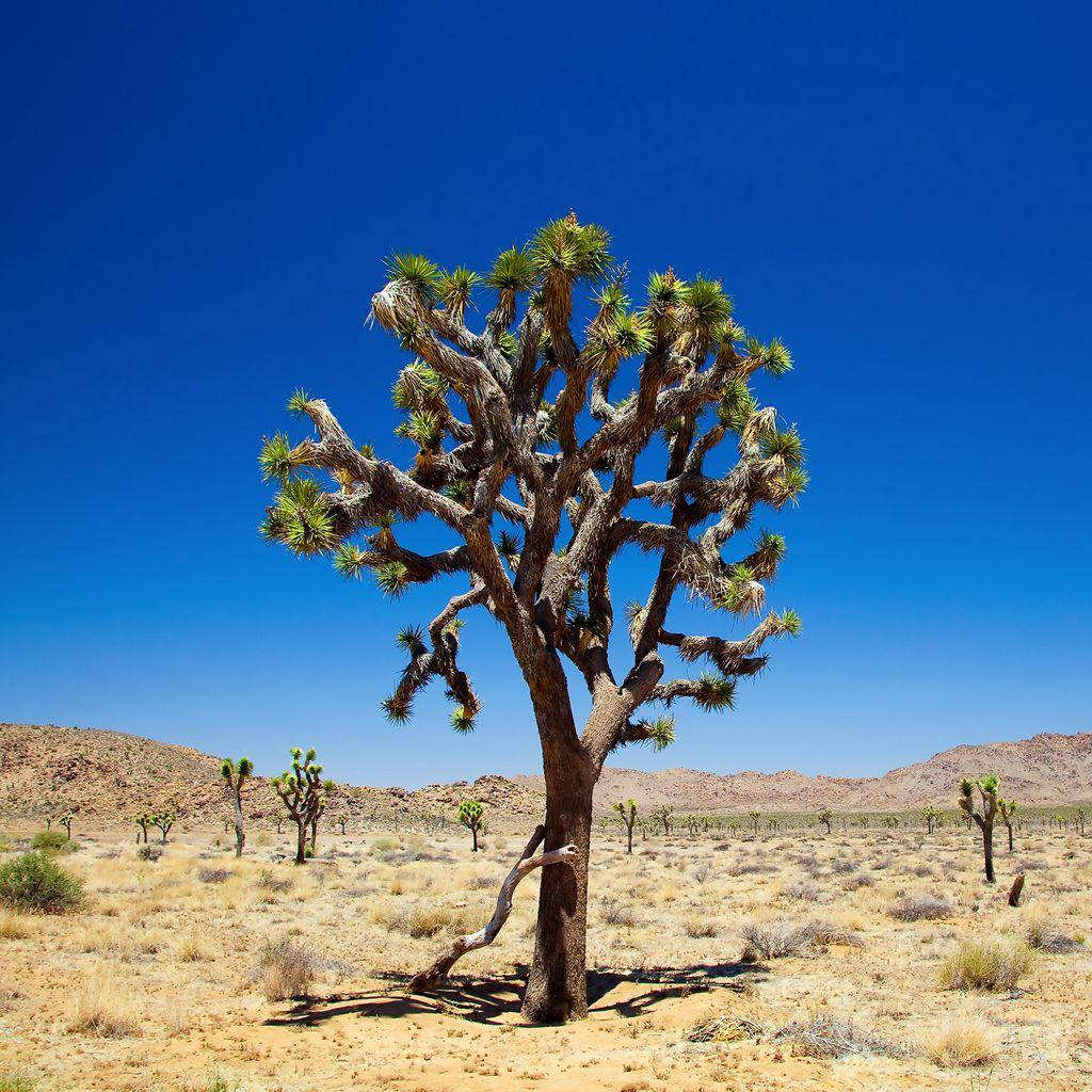 Joshua Tree National Park Single Tree Wallpaper