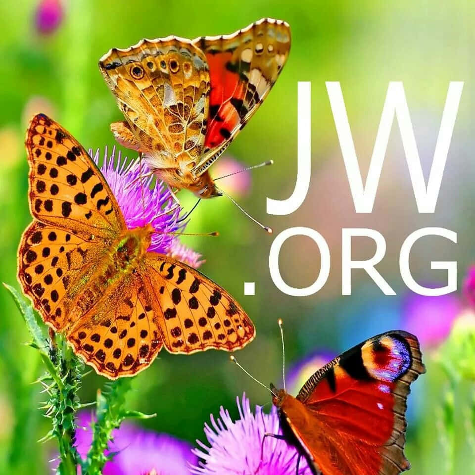 Jworg With Image Of Butterflies Wallpaper