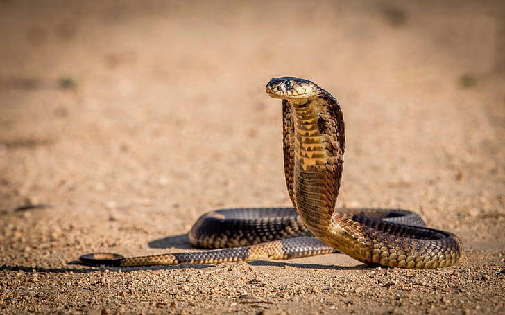 King Cobra In Desert Wallpaper