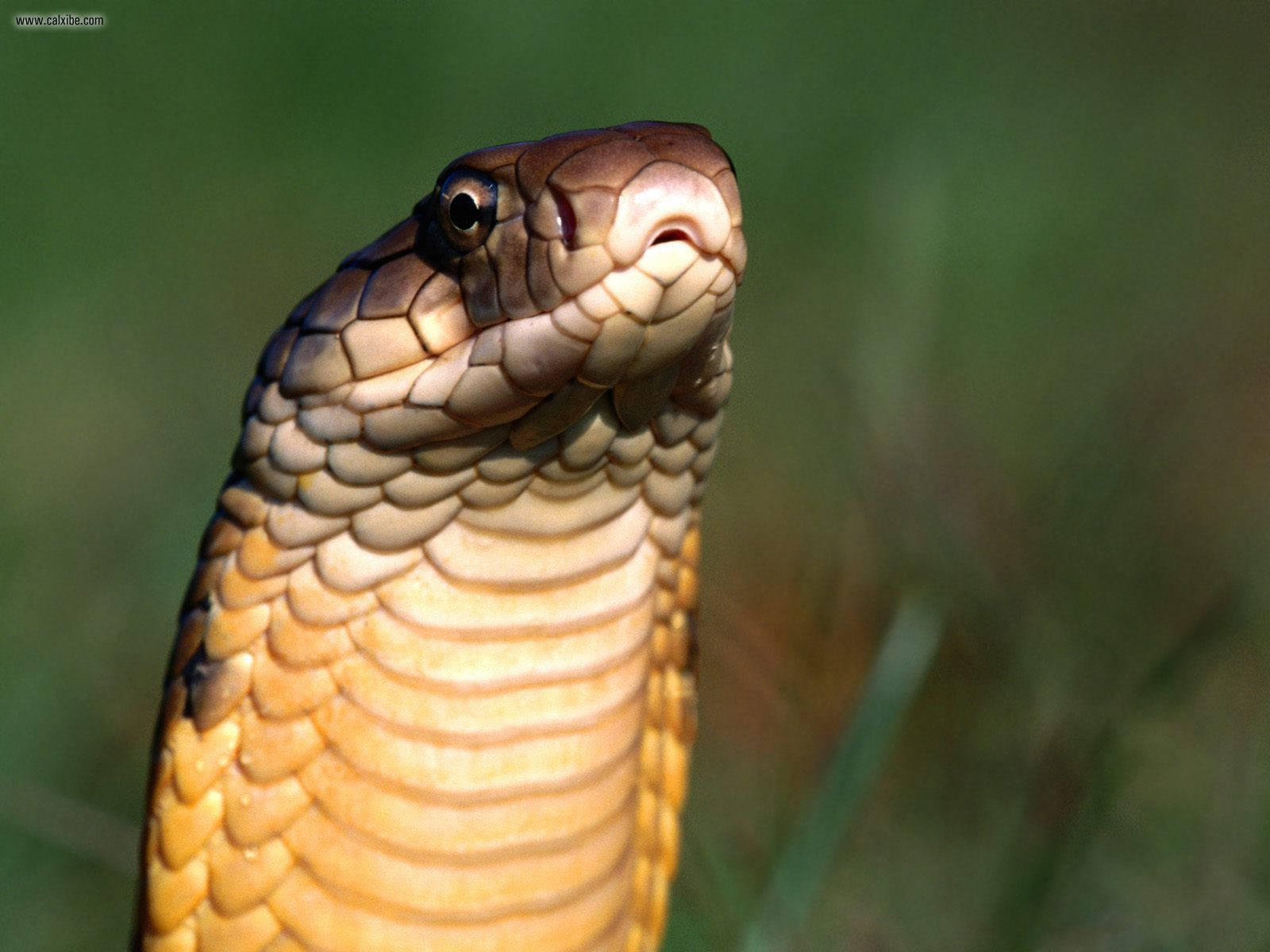 King Cobra Shallow Focus Wallpaper