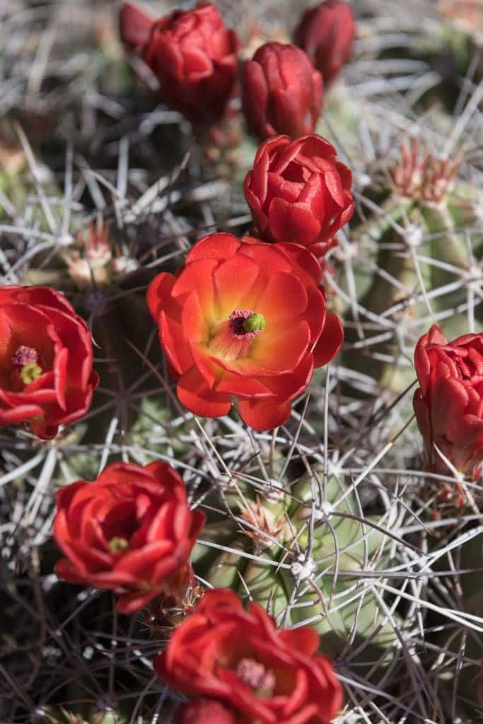 Kingcup Cactus Flower Wallpaper