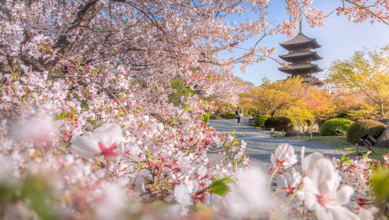 Kyoto Spring In Toji Wallpaper