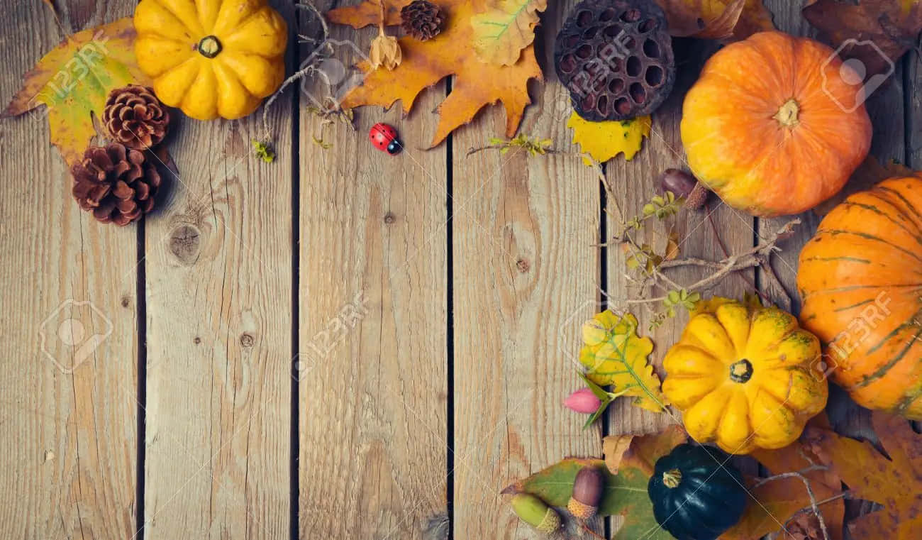 Lady Bug Pumpkin For Fall Thanksgiving Wallpaper