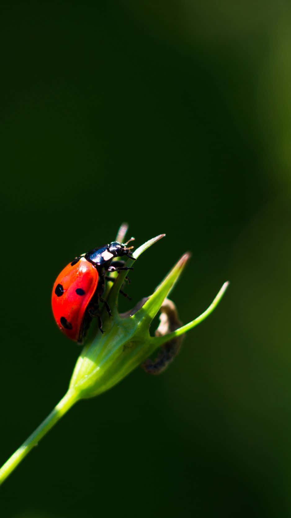 Ladybug On A Green Plant Wallpaper