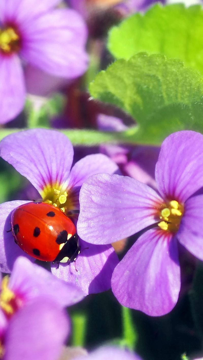 Ladybug On Purple Rock Cress Wallpaper