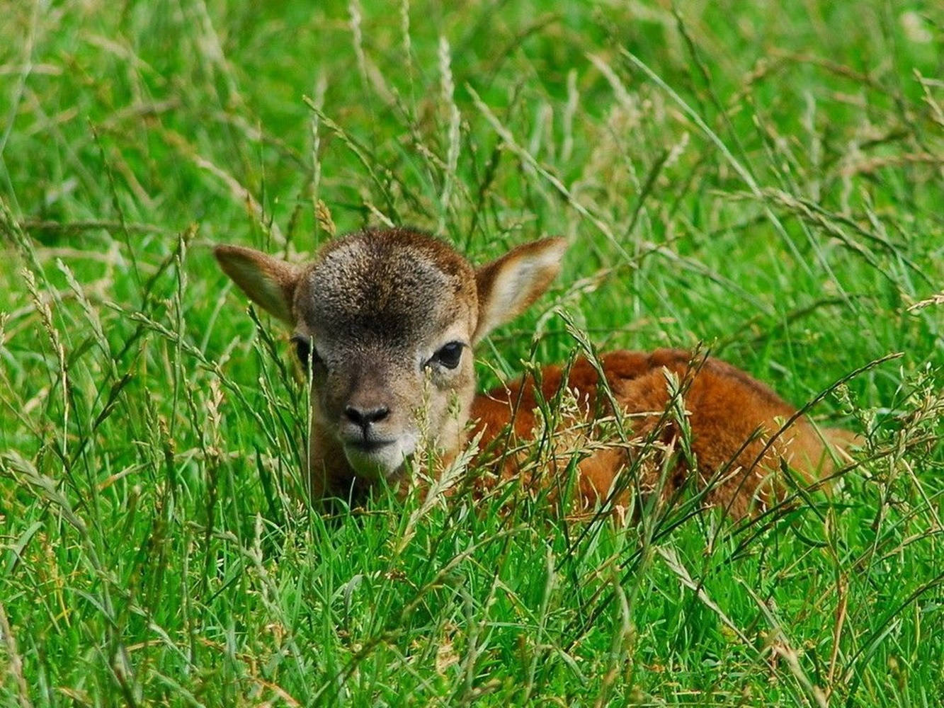 Lamb Brown On Grass Field Wallpaper