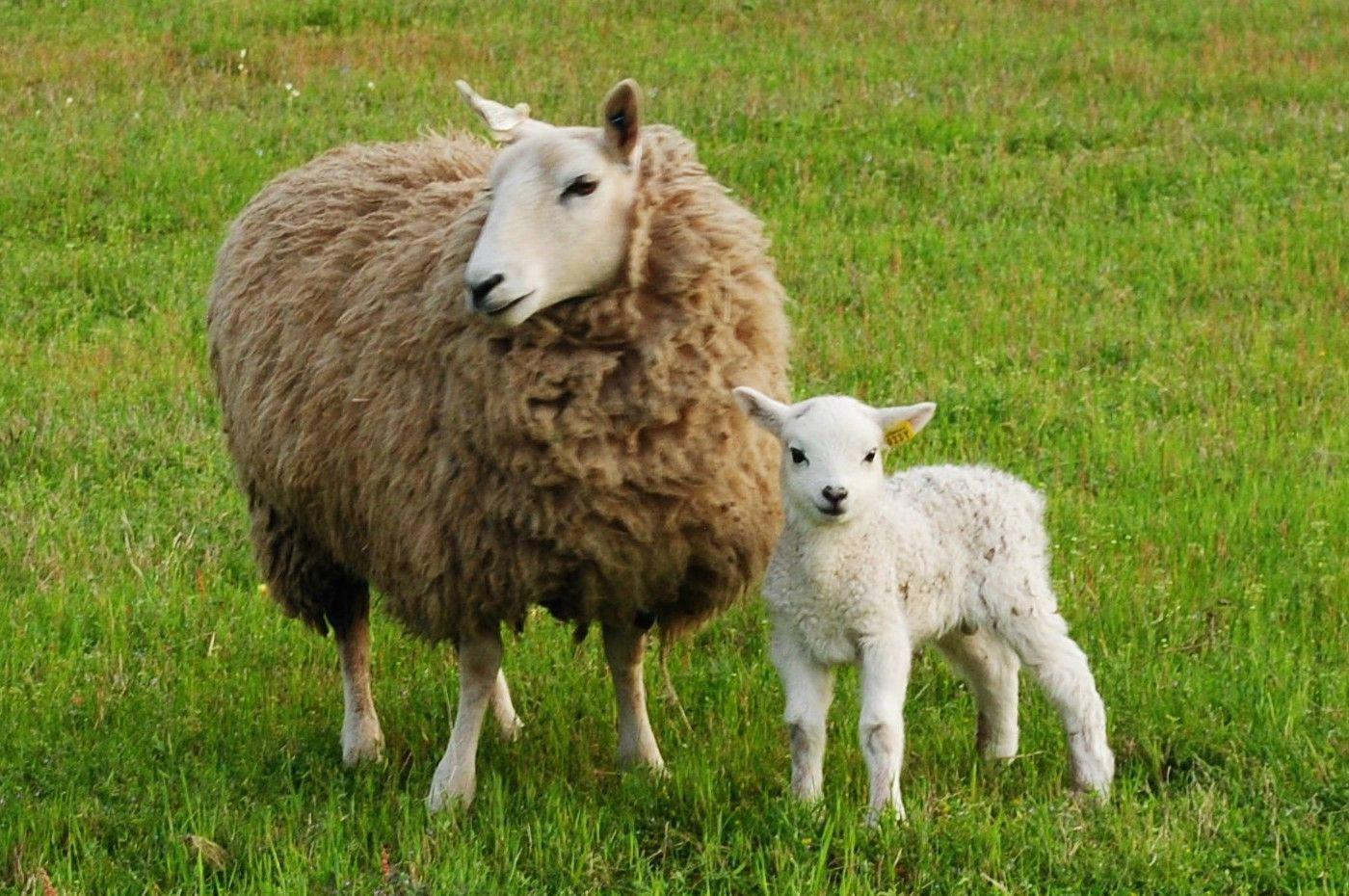 Lamb White With Brown Sheep Wallpaper