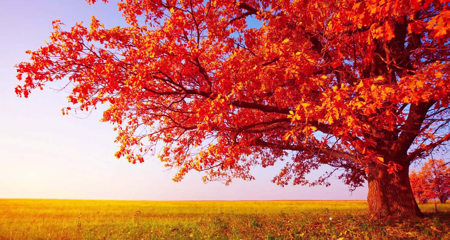 Large Aesthetic Orange Fall Tree Landscape Wallpaper