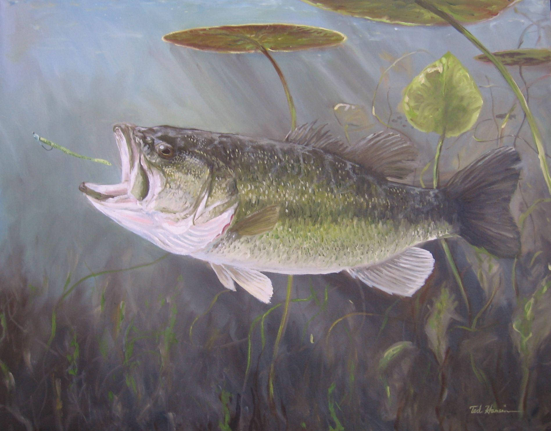 Largemouth Bass Chasing Its Prey Wallpaper