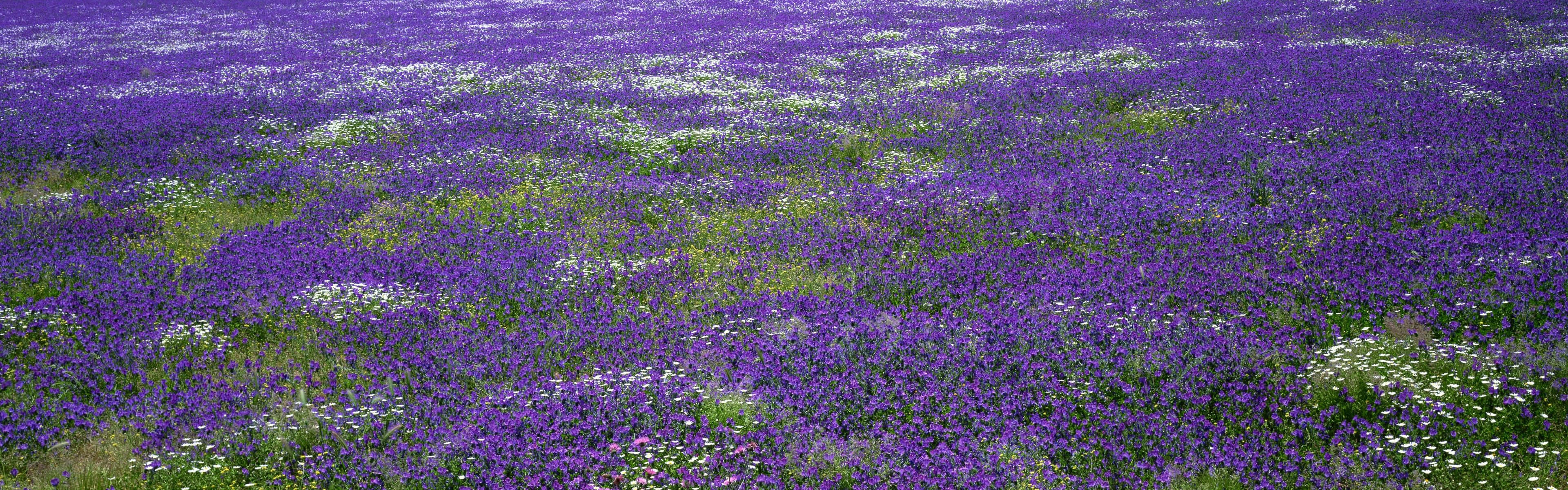 Lavender Spring Dual Screen Wallpaper