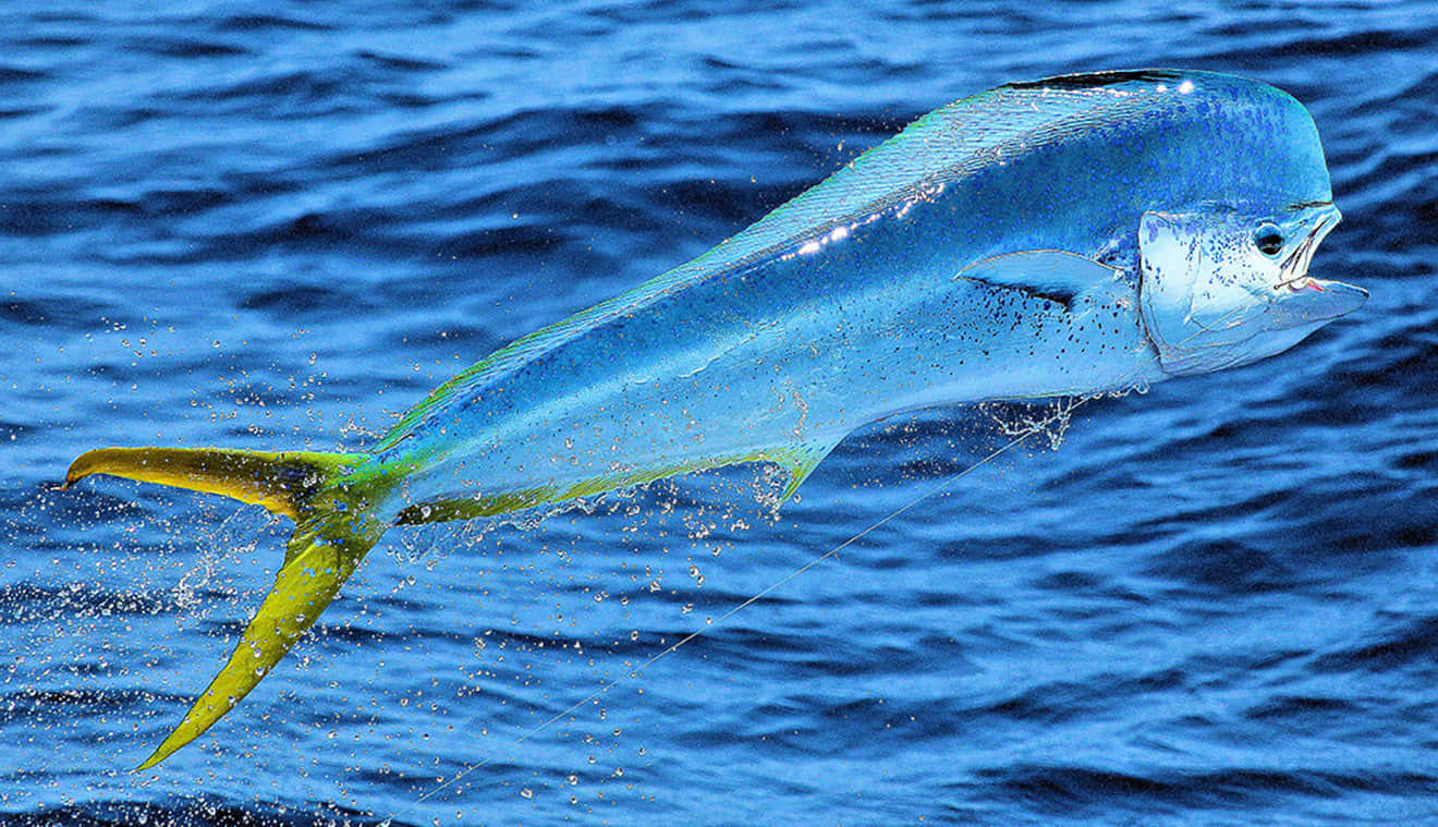 Leaping Mahi Mahi Ocean Splash Wallpaper