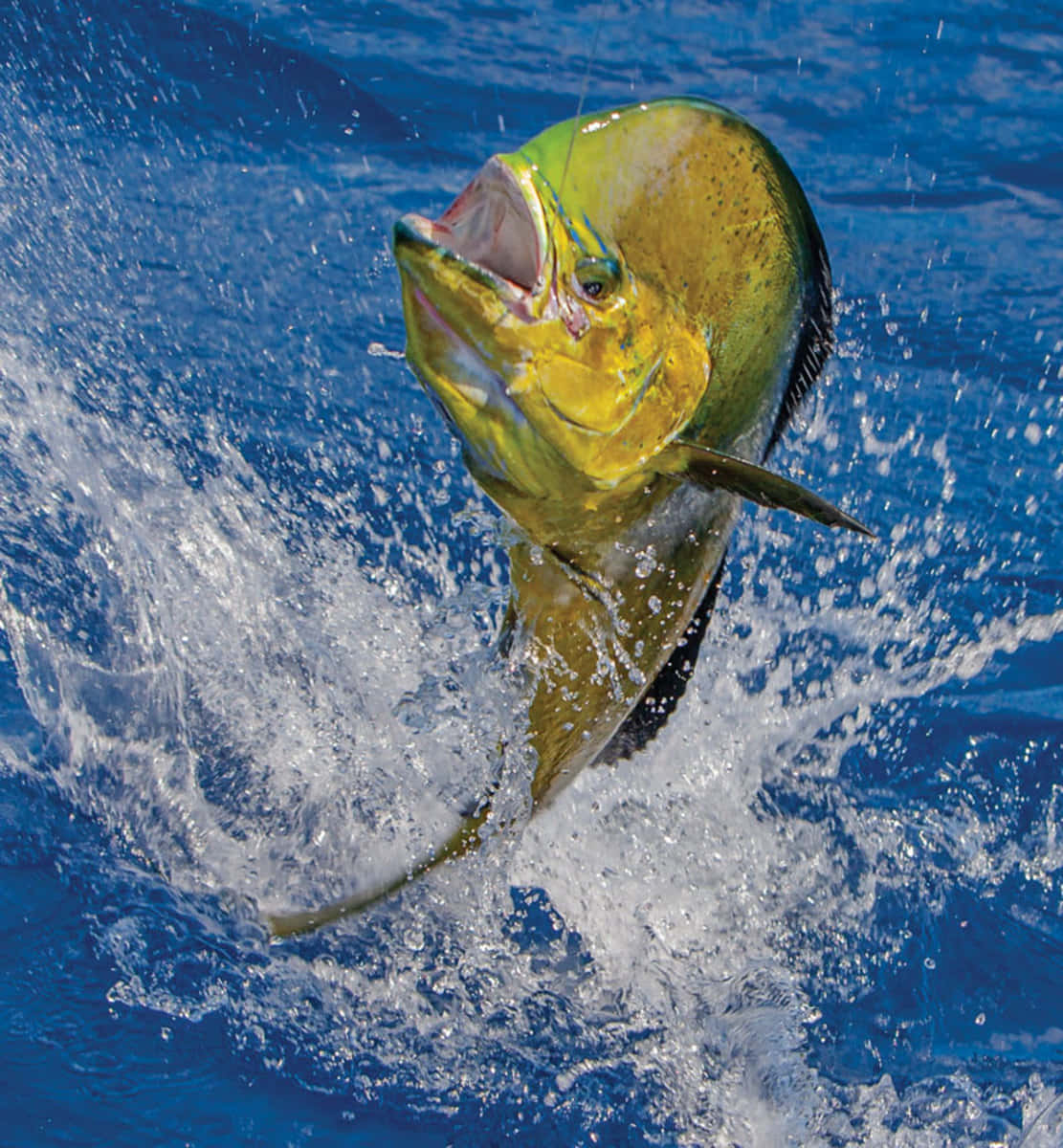 Leaping Mahi Mahi Splash Wallpaper