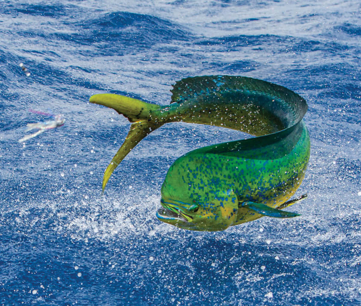 Leaping Mahi Mahi Wallpaper