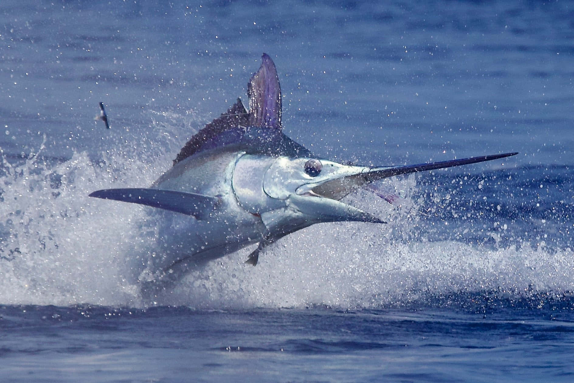 Leaping Marlin Action Wallpaper