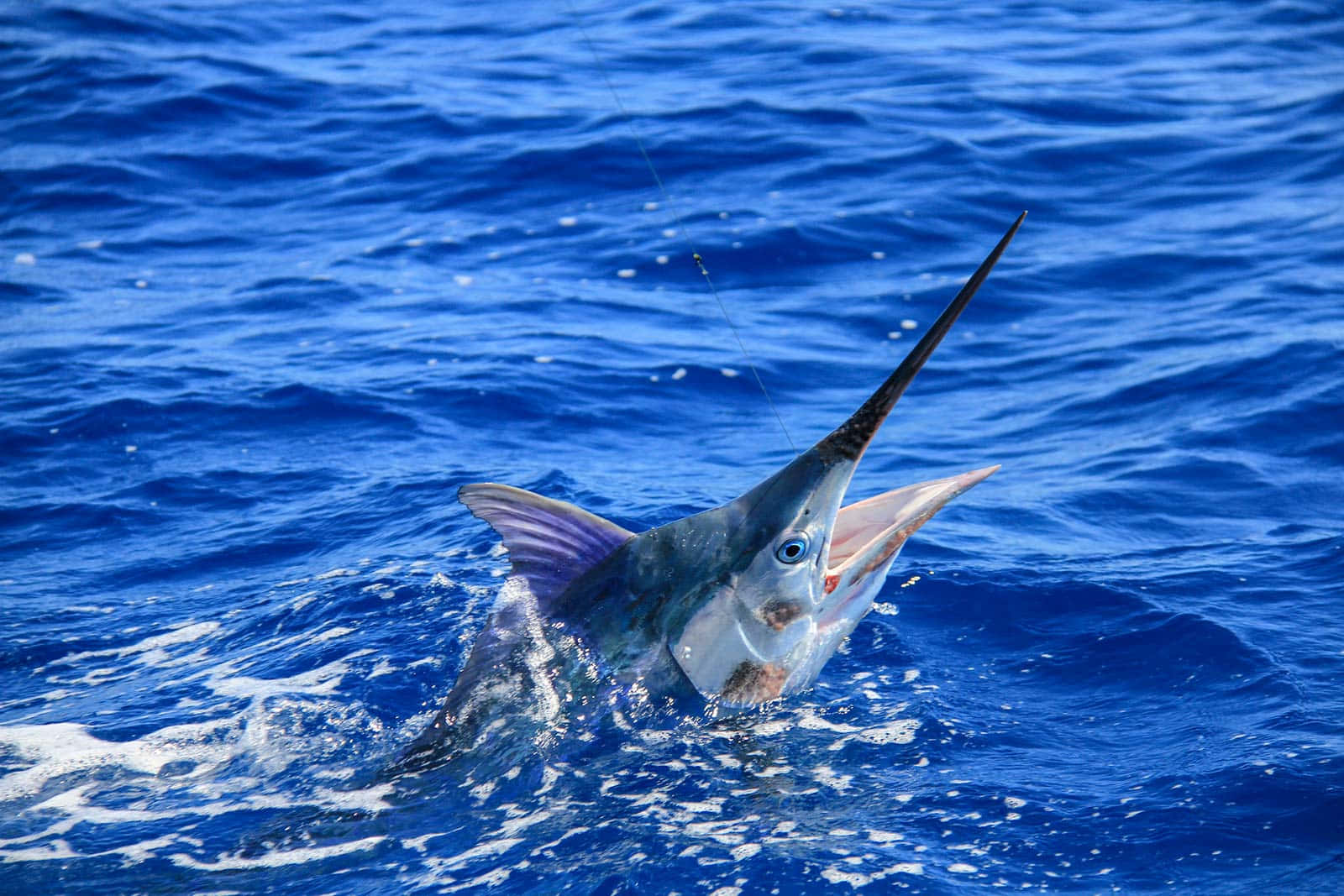 Leaping Marlin Blue Ocean Wallpaper