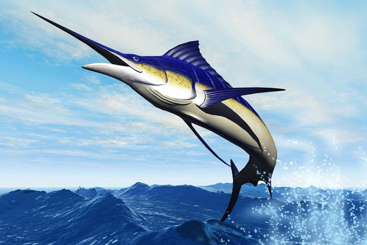 Leaping Swordfish Ocean Sky Wallpaper