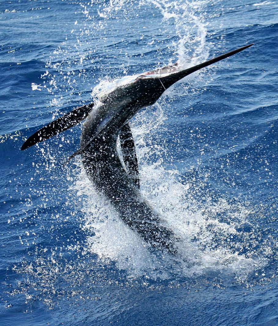 Leaping Swordfish Ocean Splash.jpg Wallpaper