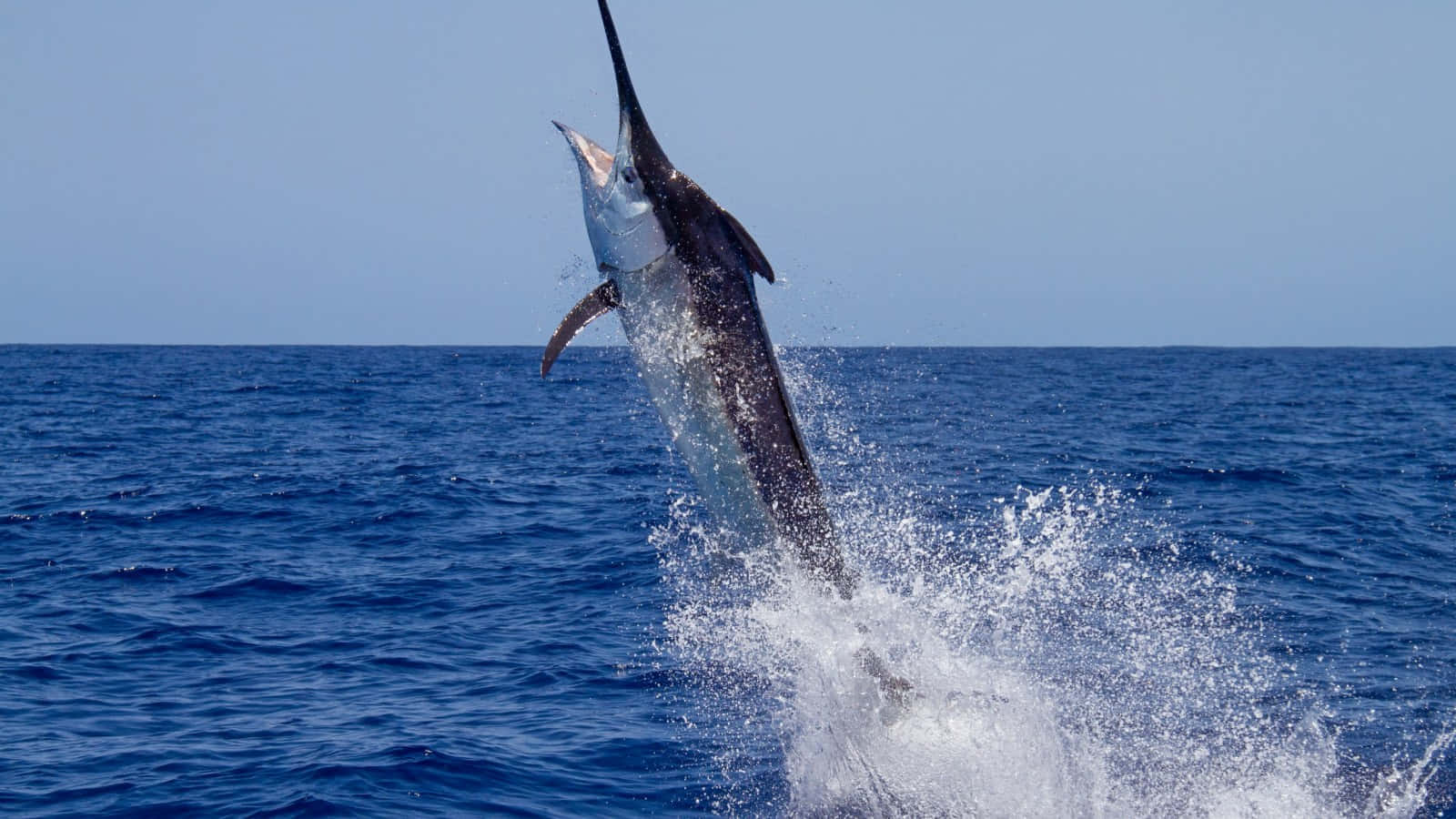 Leaping Swordfish Ocean Splash.jpg Wallpaper