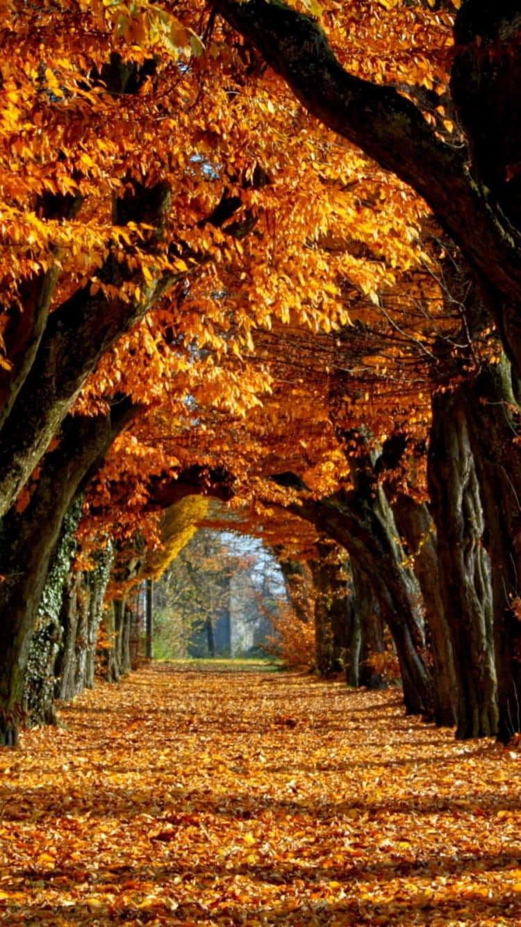 Let Nature Inspire Your Creativity With The Autumn Iphone 6 Plus Wallpaper