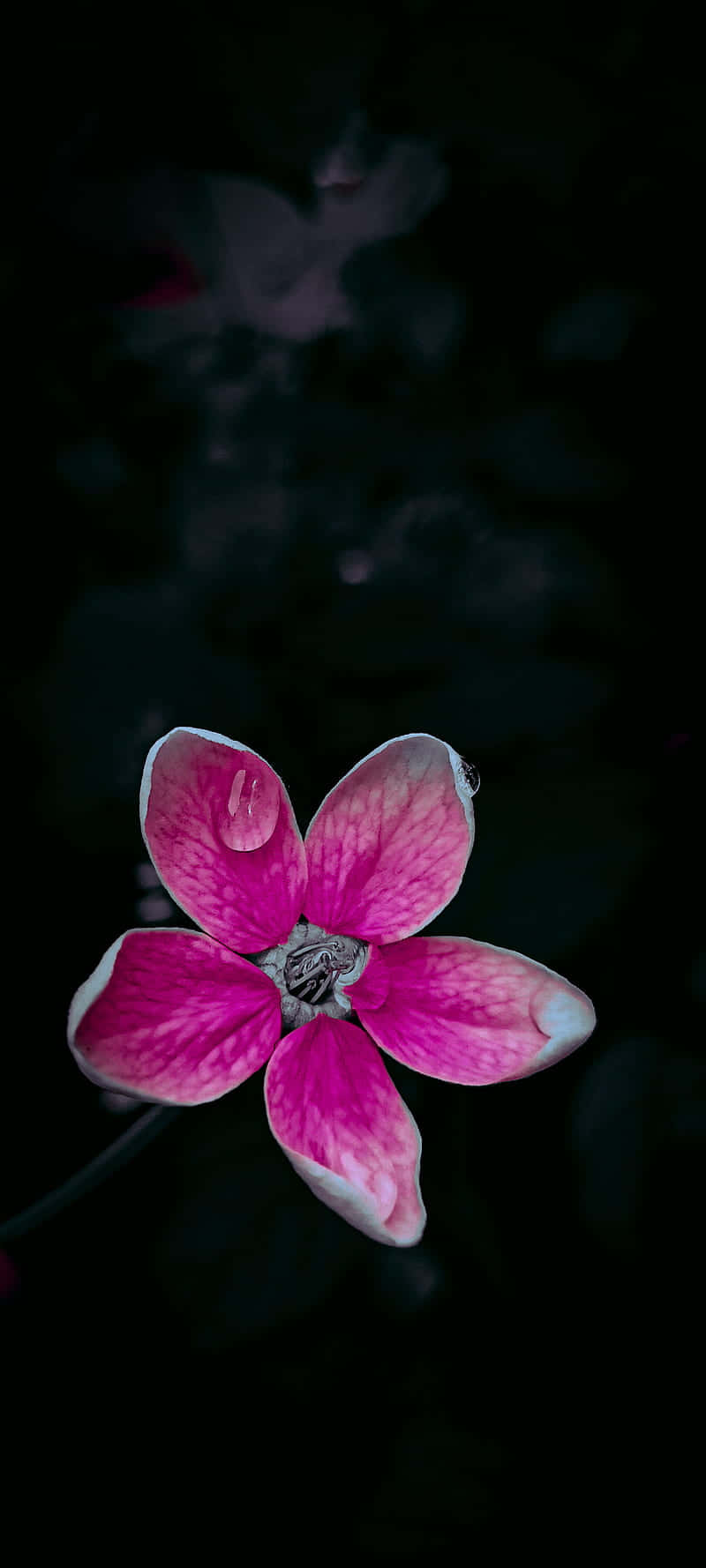 Light Orchid Black And Pink Flower Wallpaper