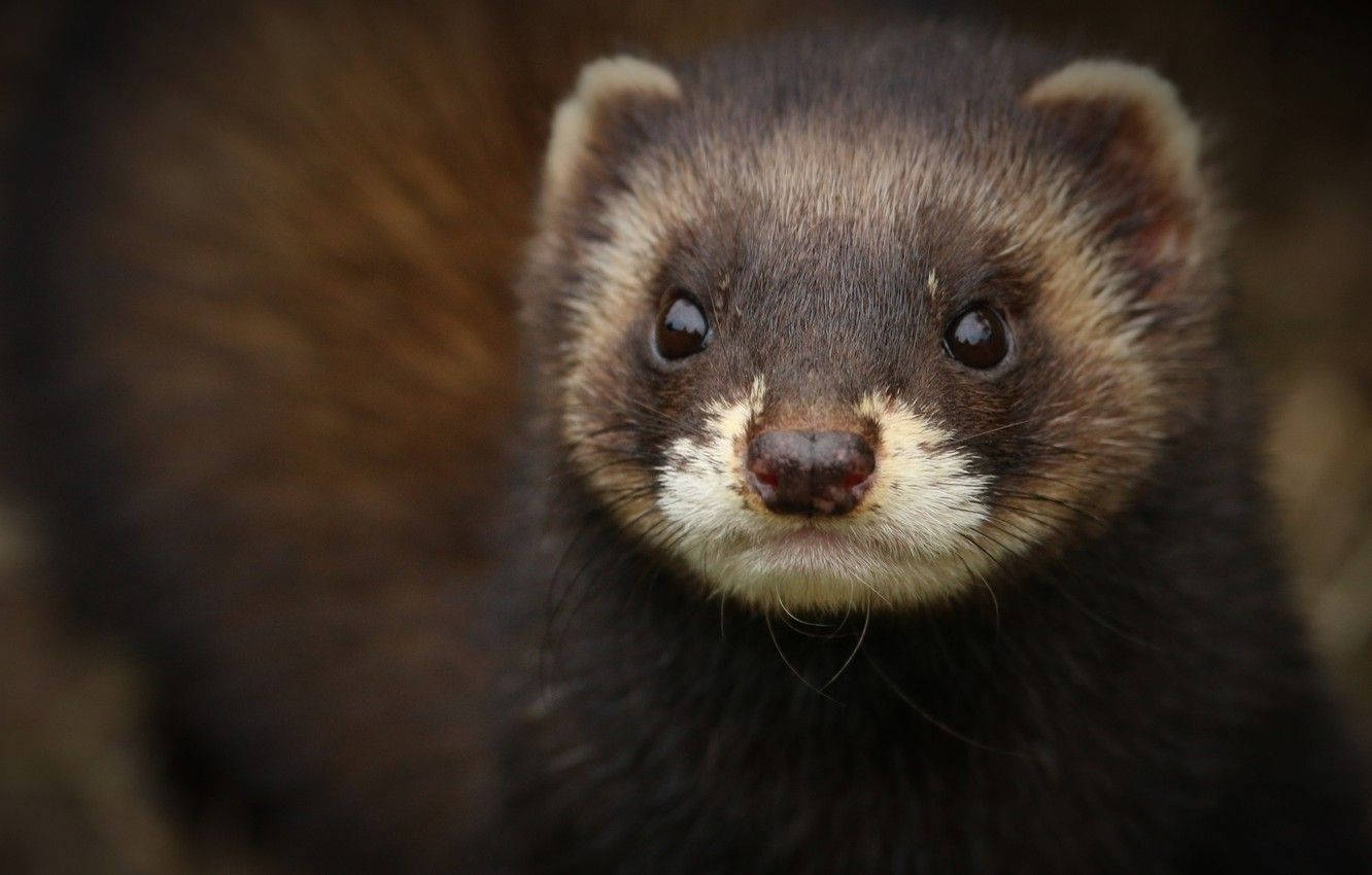 Little Black Ferret Wallpaper