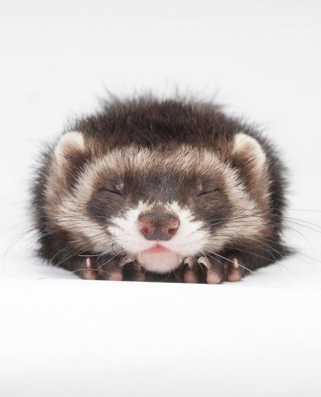 Little Sleeping Ferret Wallpaper