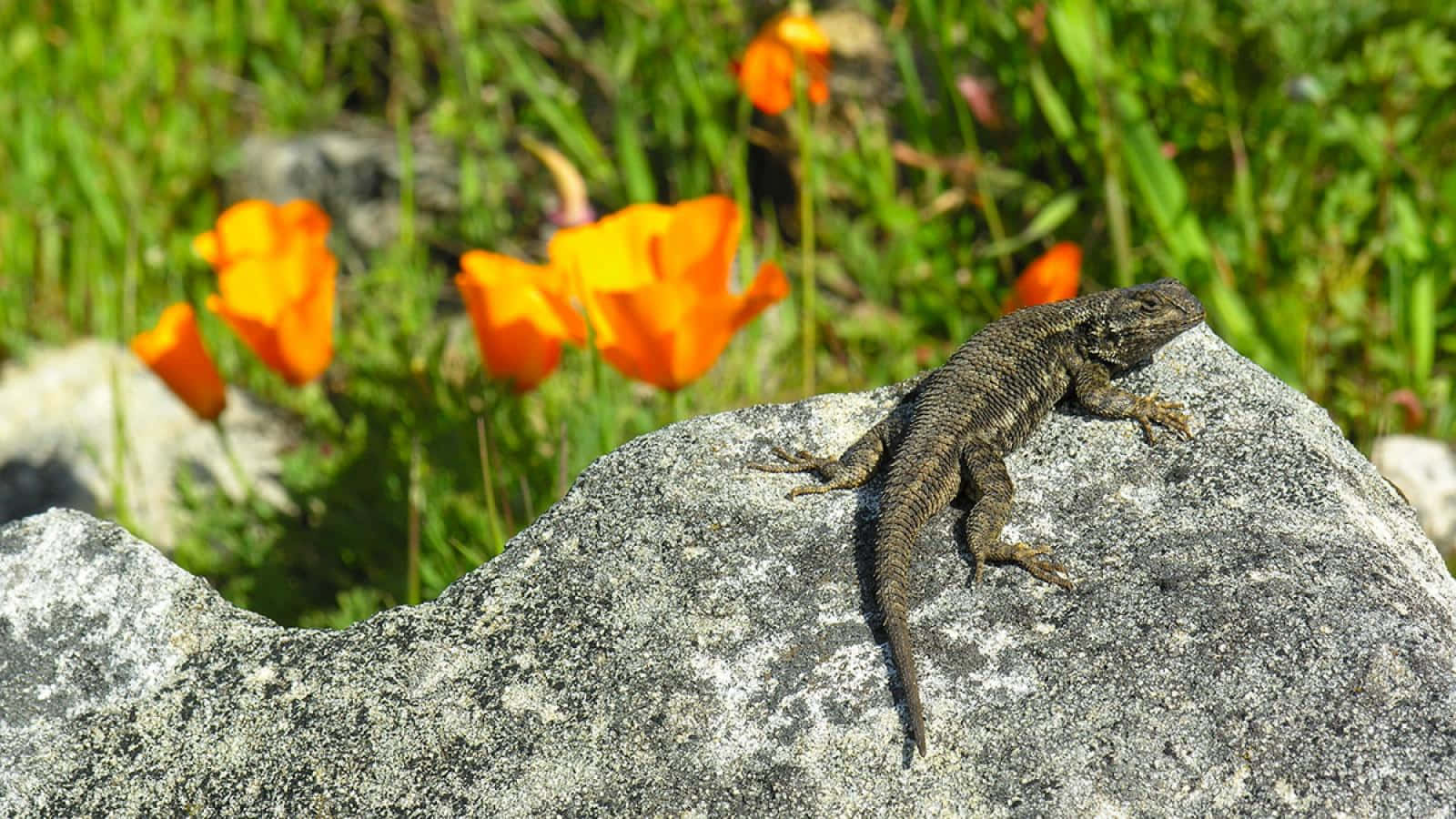 Lizard Baskingon Rockwith Orange Flowers Wallpaper