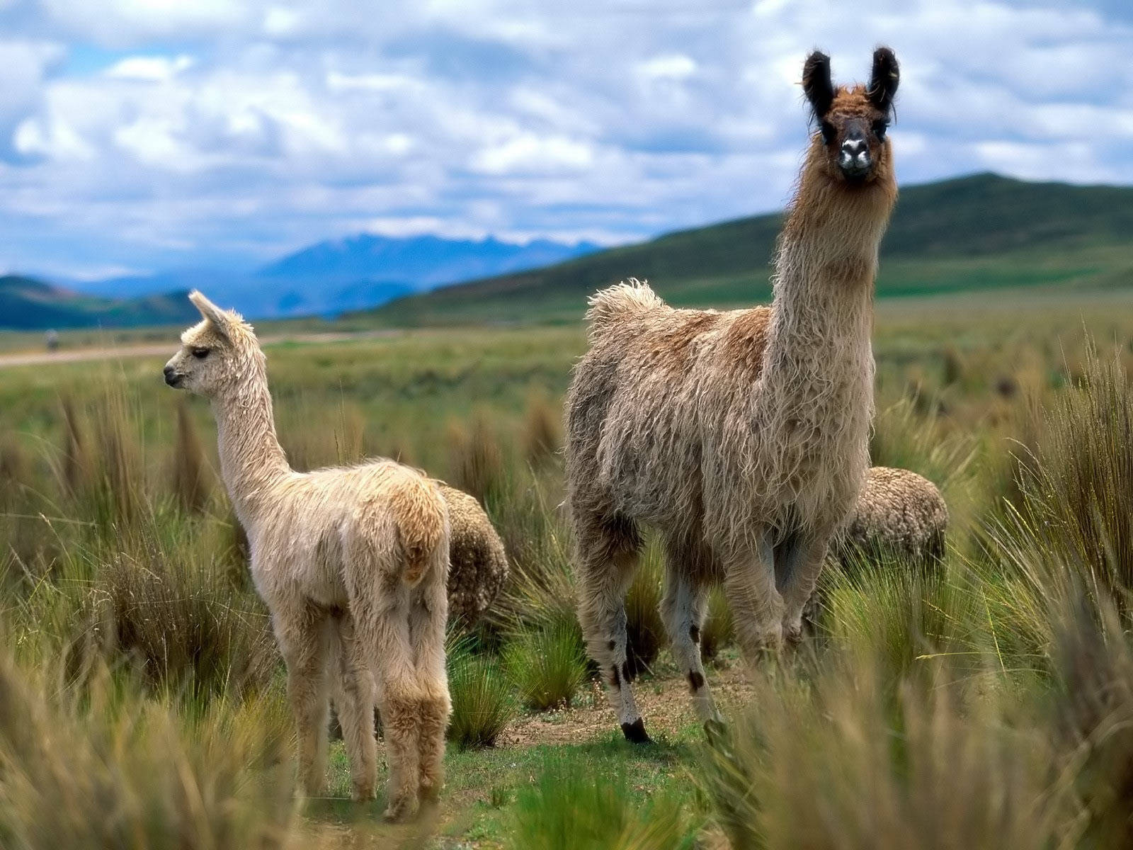 Llamas Flocked Together Wallpaper