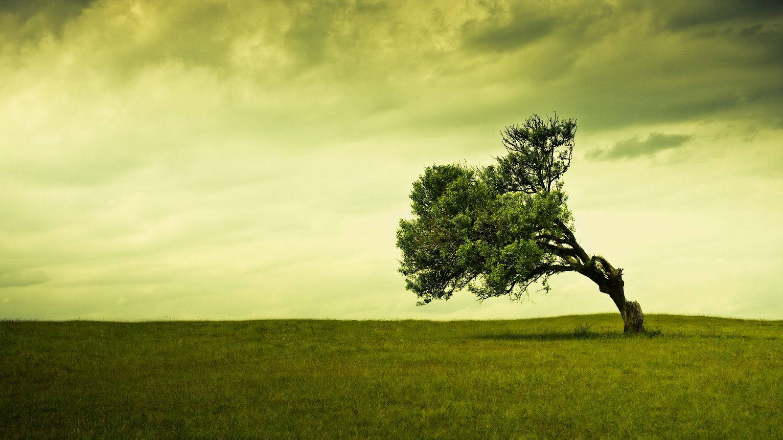 Lone Tree Laptop Desktop Wallpaper