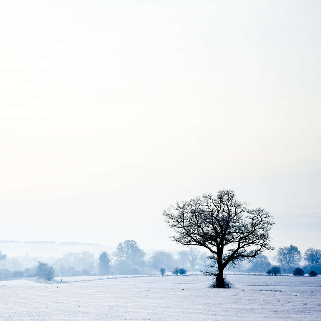 Lone Tree Winter Wonderland Desktop Wallpaper