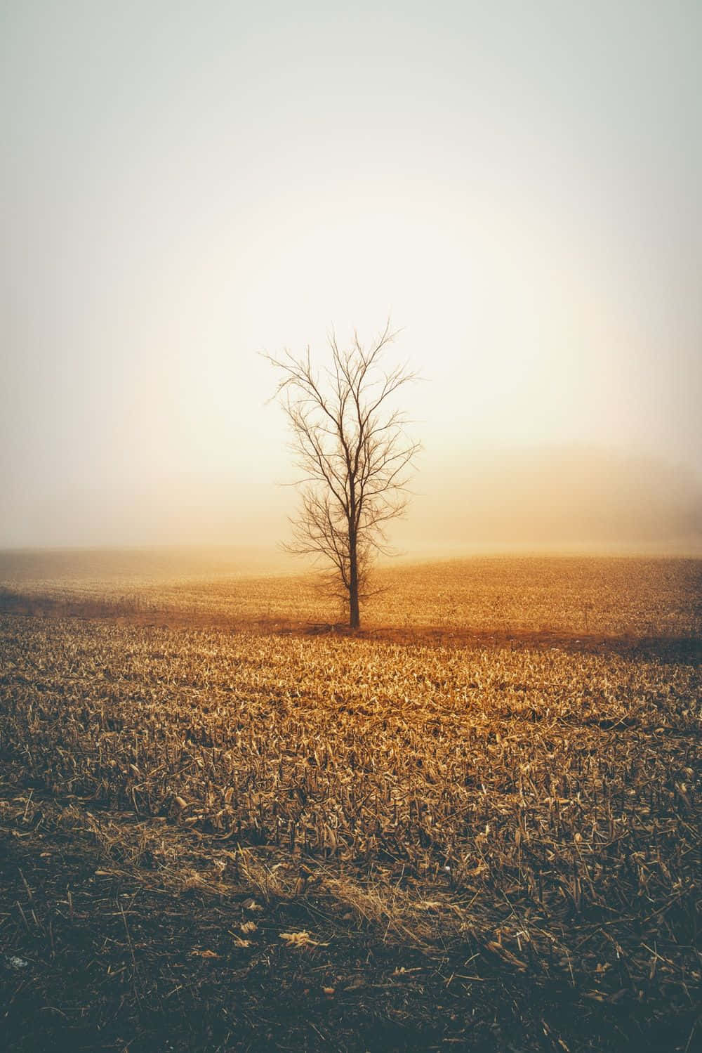 Lonely Dead Tree Portrait Wallpaper