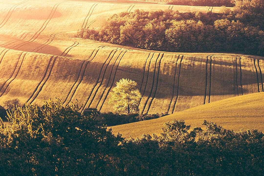 Lonely Tree In The Hills Wallpaper