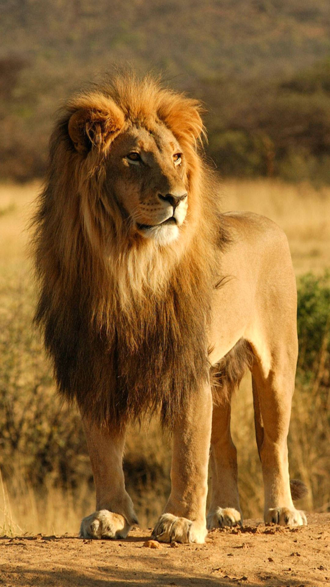 Long-hair Wild Lion Iphone Wallpaper