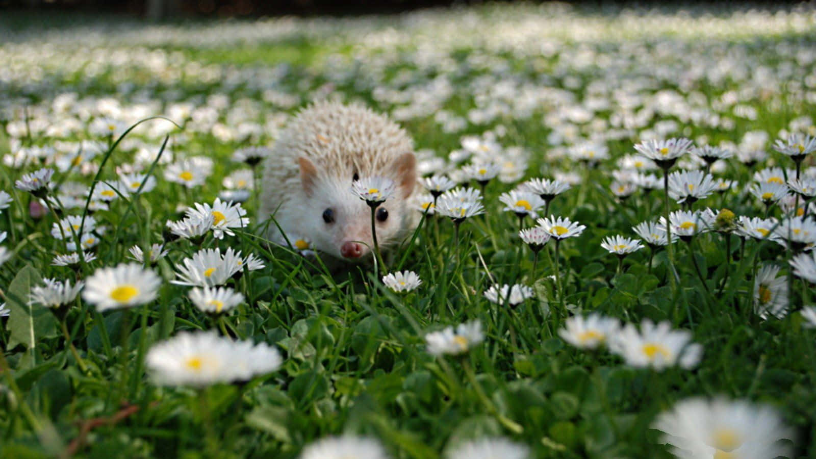 Look At These Big Eyes! Wallpaper