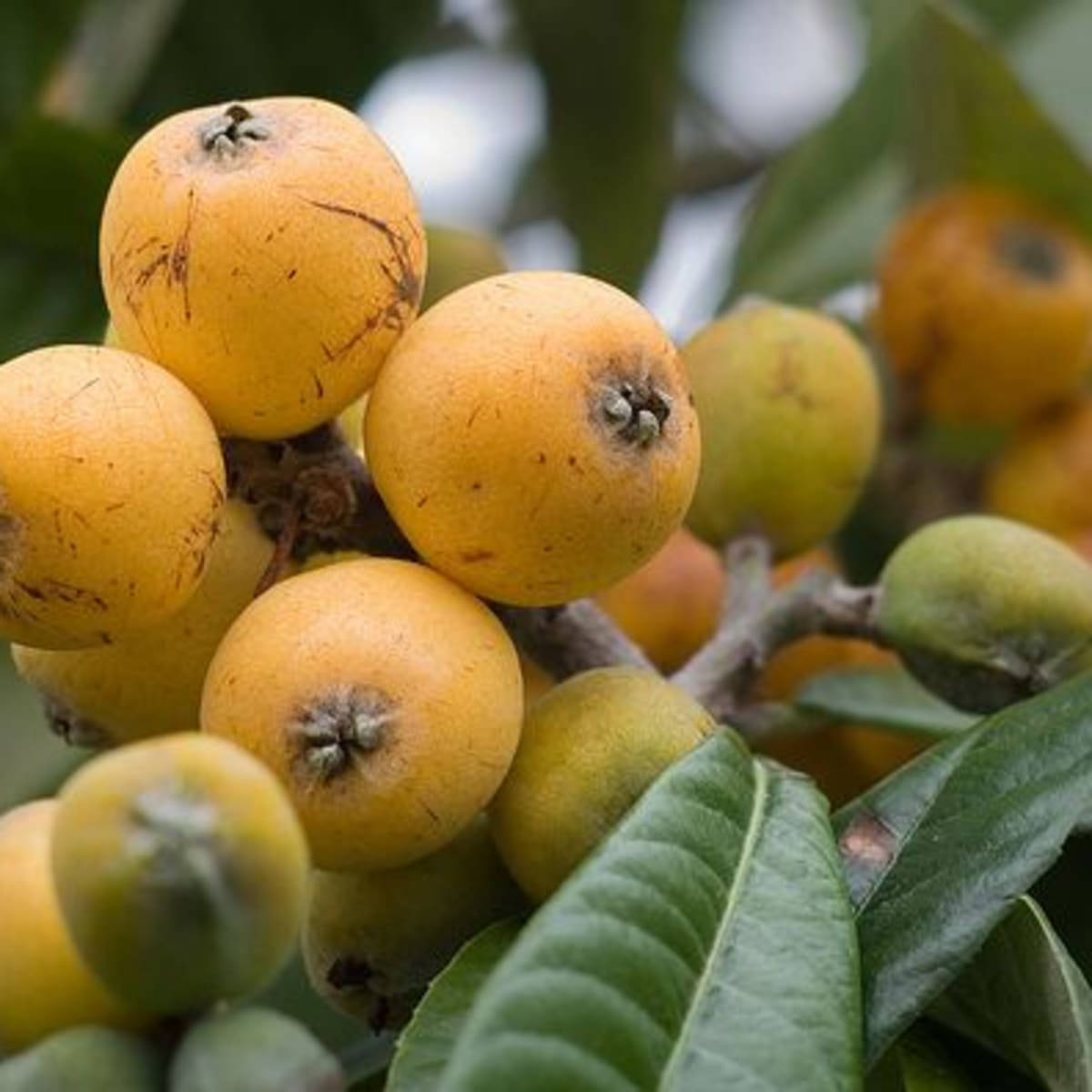 Loquat Plant Bundle Of Orange Fruits Wallpaper