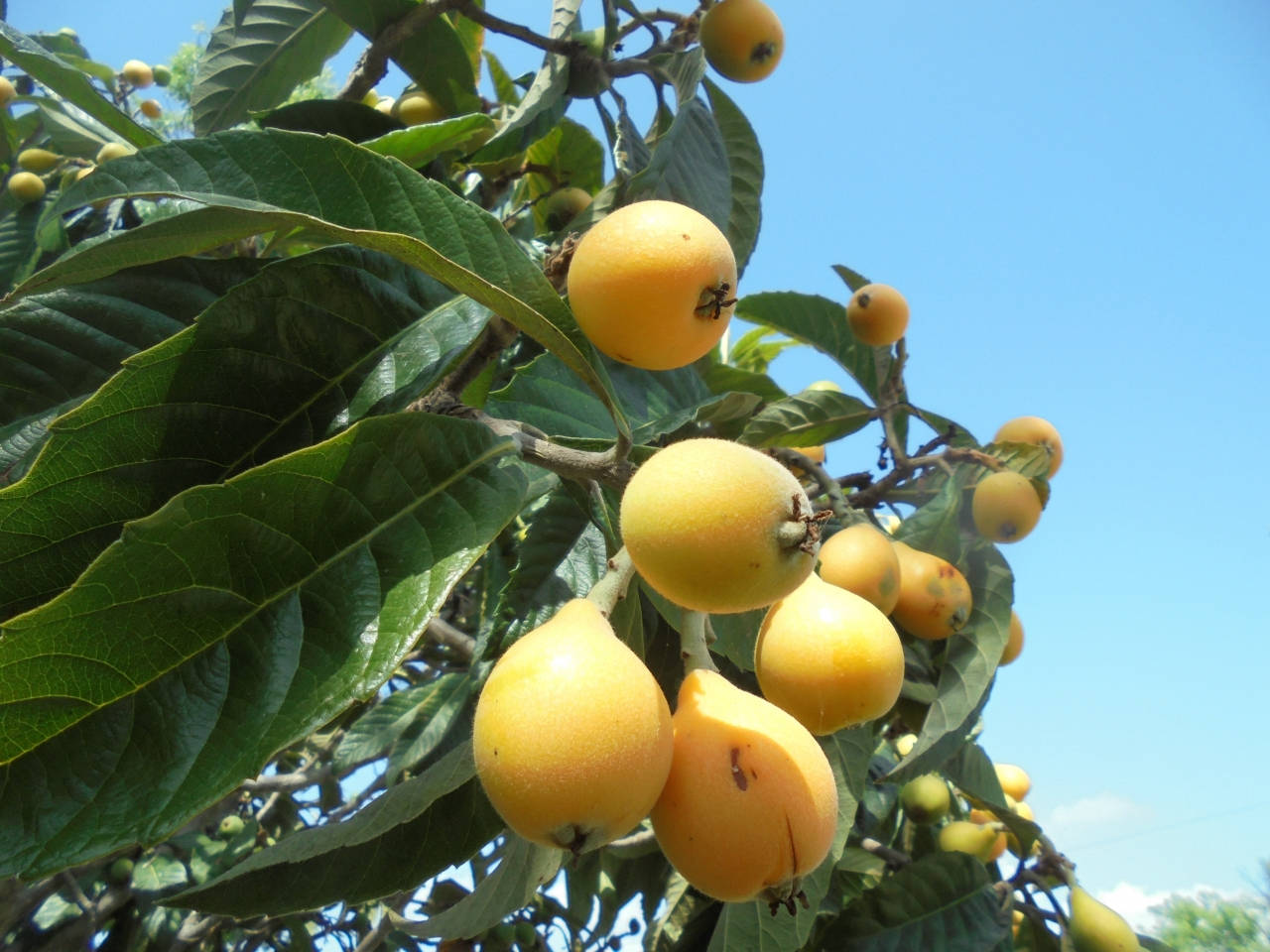 Loquat Plant Fruits Blue Sky View Wallpaper