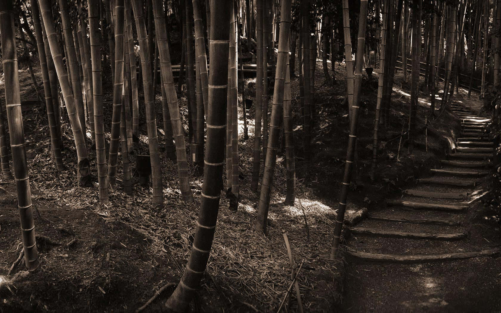 Lose Yourself In The Beauty Of The Bamboo Forest Wallpaper